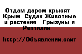 Отдам даром крысят - Крым, Судак Животные и растения » Грызуны и Рептилии   
